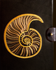 Spiral Shell - Thought Wraps